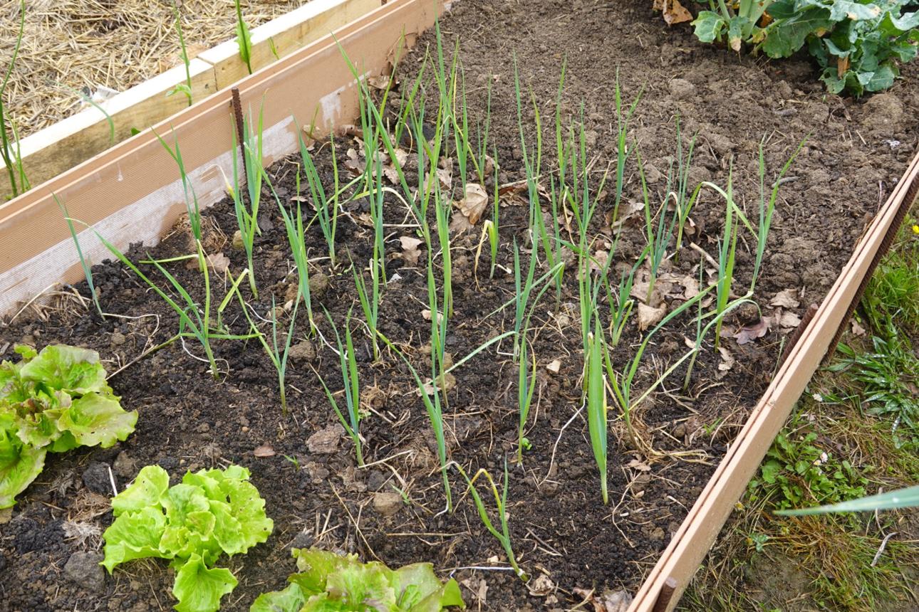 young leek plants recently planted in the vegetable garden next to lettuces
