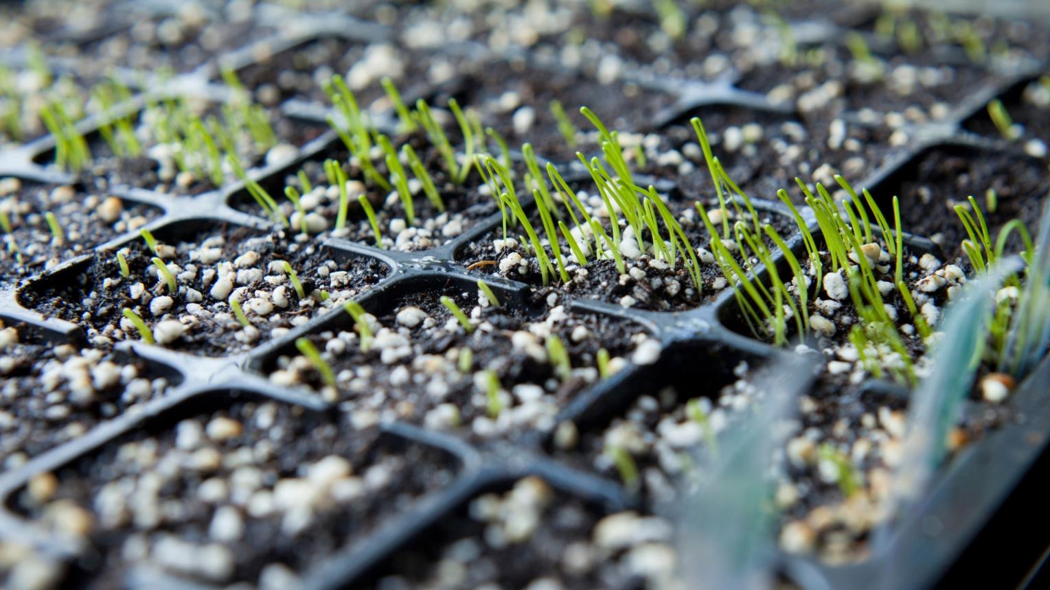 How to Start Leeks from Seed Indoors
