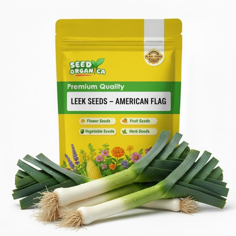 American Flag Leek Seeds | Garden Leek Vegetable Seeds