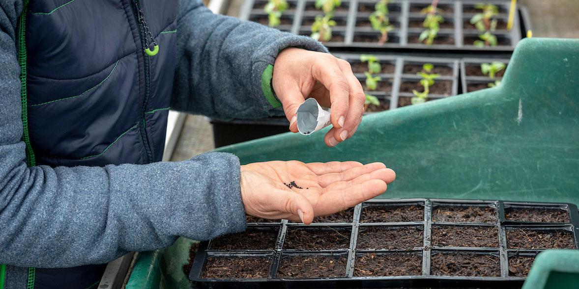 How to grow leeks and the best varieties - Which?