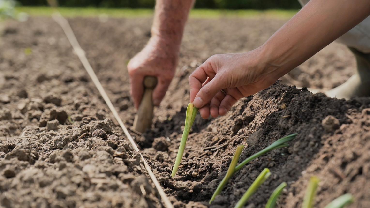 Quelques conseils pratiques pour repiquer les poireaux au jardin - RTBF Actus