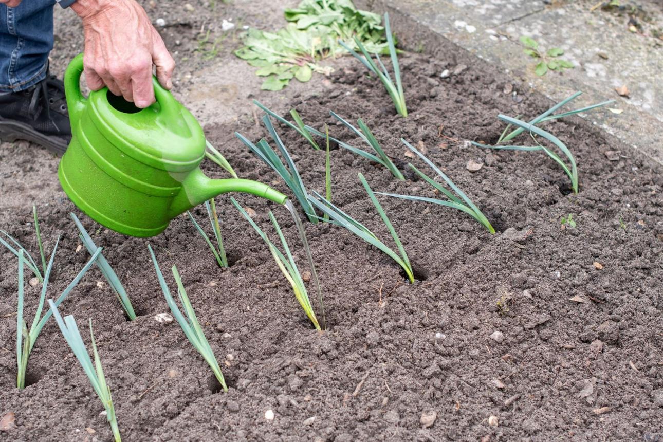 Nejlepší čas na výsev pórku je právě teď v lednu: Na rozdíl od ostatních získáte silné a aromatické rostliny | Naše krásná zahrada
