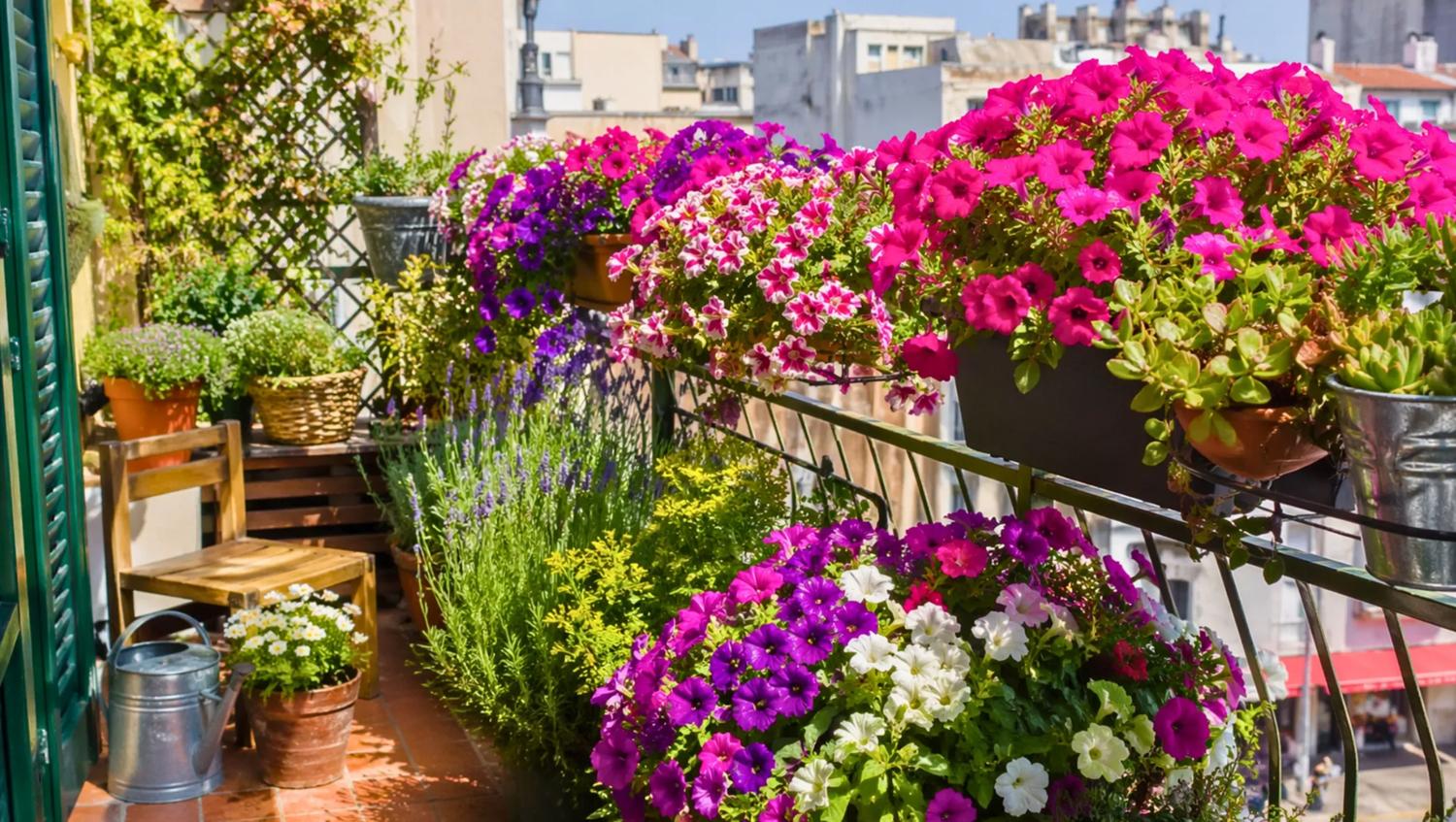 Balcons fleuris : pourquoi de plus en plus de jardiniers délaissent le géranium au profit d'une alternative colorée et durable