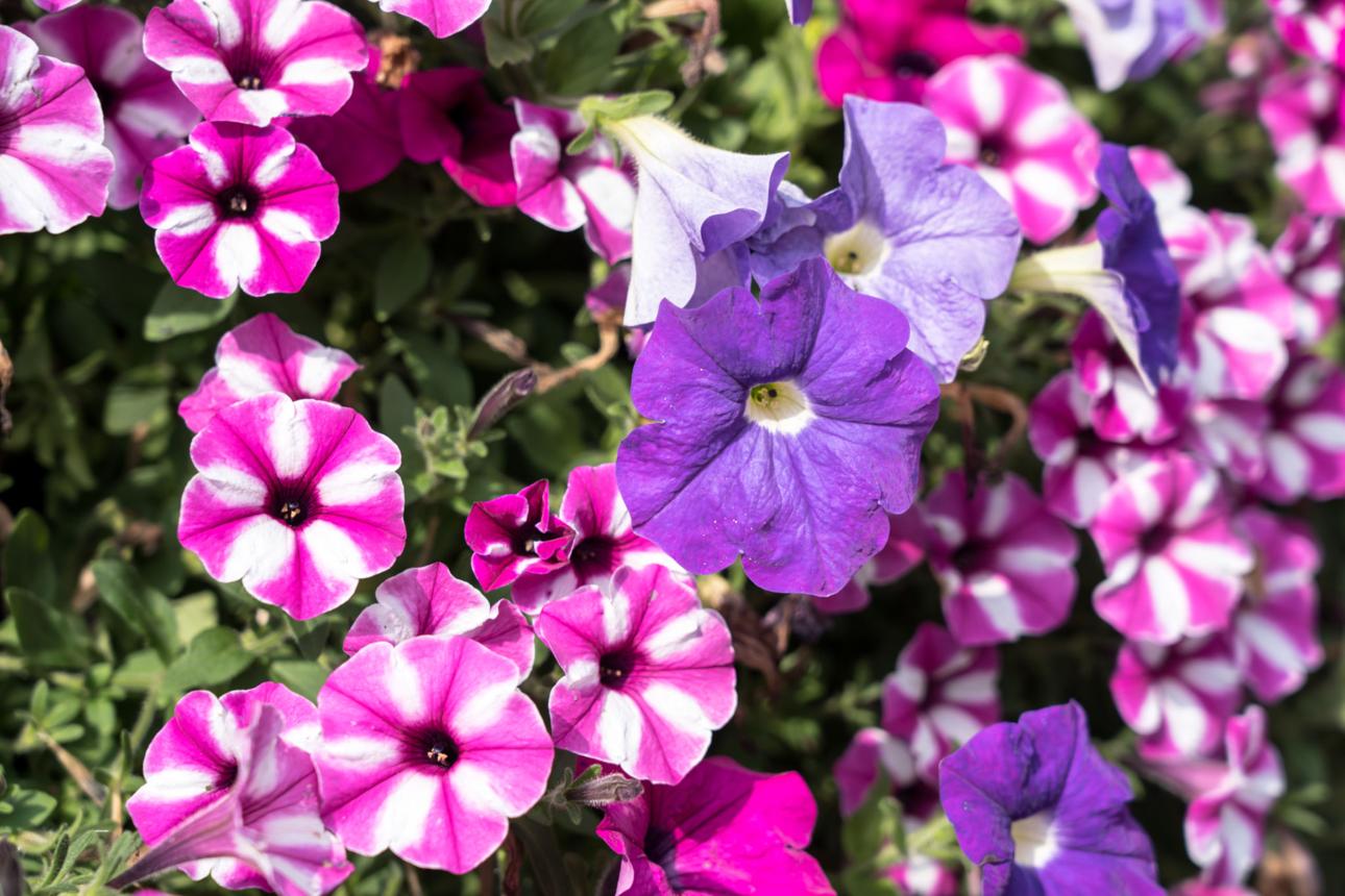 Beautiful petunia flowers