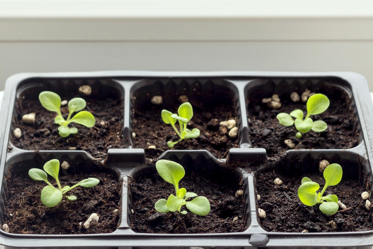 Growing annual spring petunia seedlings for the summer garden.