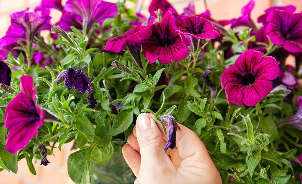How to Prune and Deadhead Flowers - The Home Depot