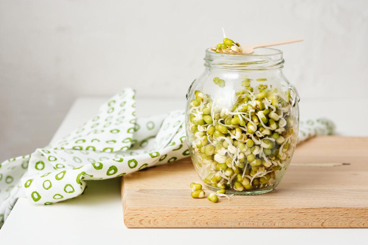 Mung bean sprouts in a jar.