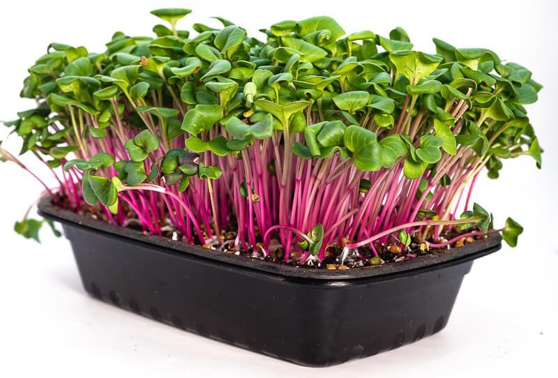 How to Grow Radish Microgreens Using My 2 Favorite New Varieties - Home Microgreens