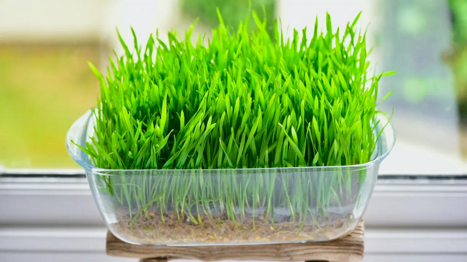 How To Grow Wheatgrass At Home (with & without soil) - Alphafoodie