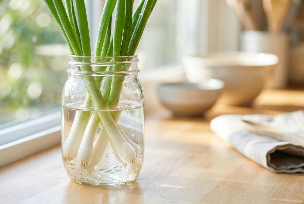 How to Grow Spring Onions Hydroponically in Australia