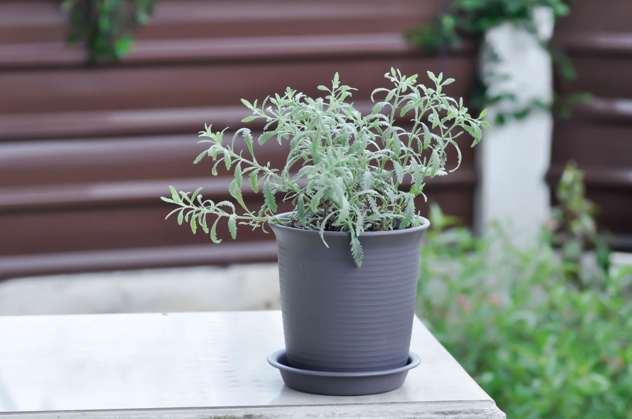 lavender plant, Lavandula