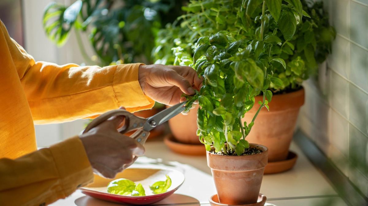 کاشت ریحان و نعناع