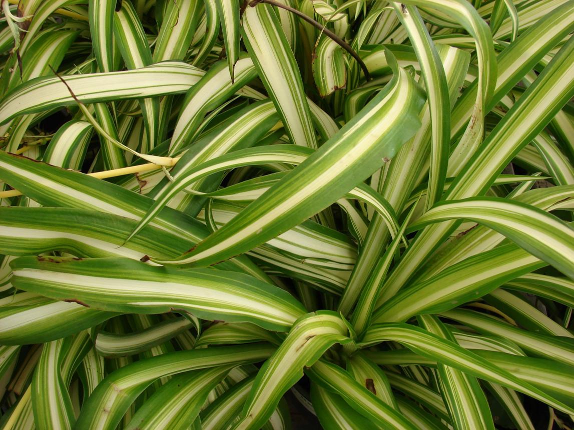 LE PIANTE PER PURIFICARE L'ARIA DI CASA - evvvai.com