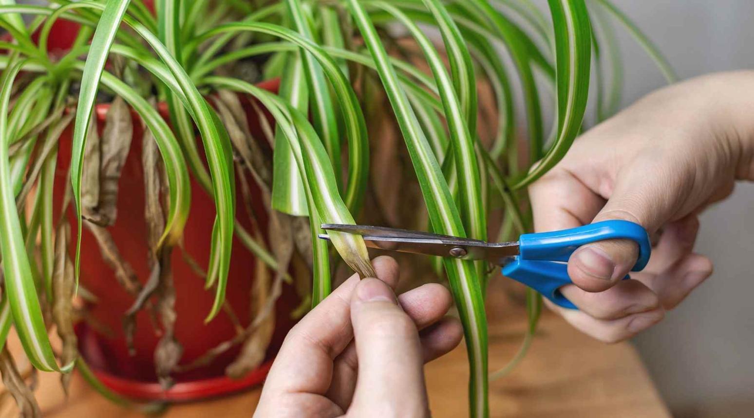 Common Causes of Brown Tips In Spider Plant And How To Fix Them– BloomBoxClub USA