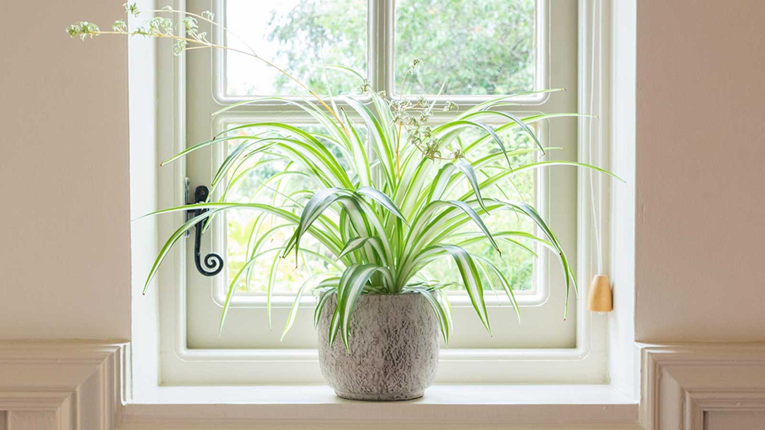 How to make your spider plant bushier: 3 simple steps | Homes and Gardens