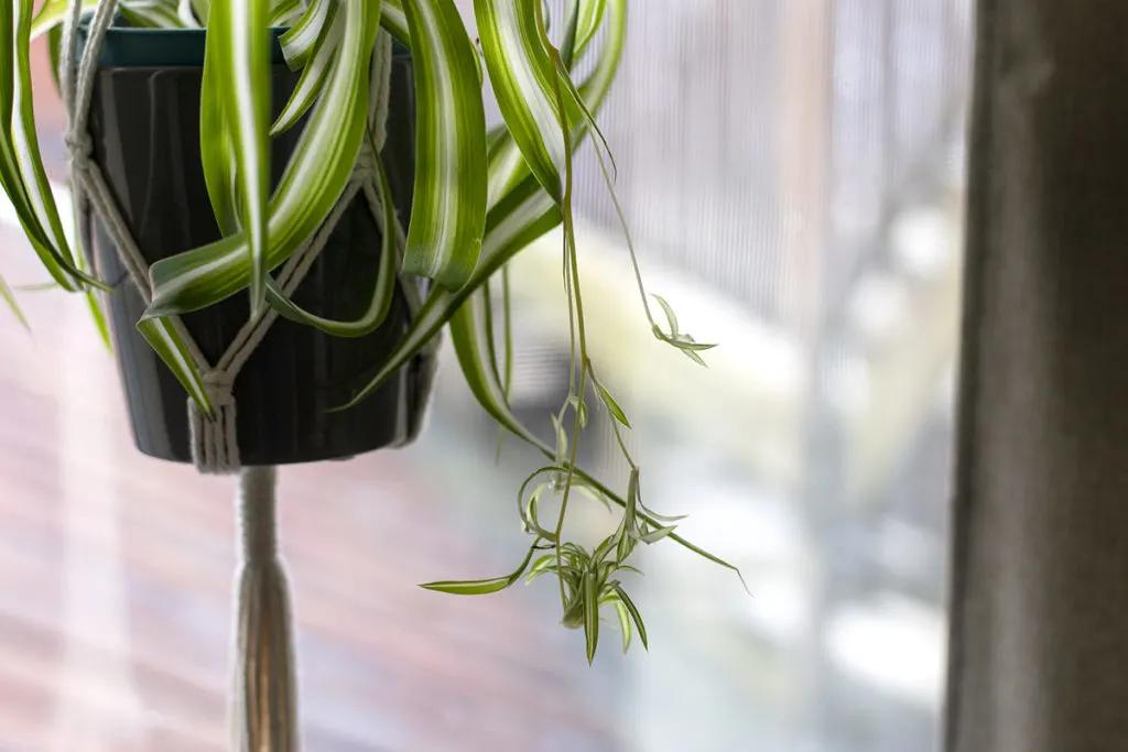 How To Propagate Spider Plants – With and Without Spiderettes