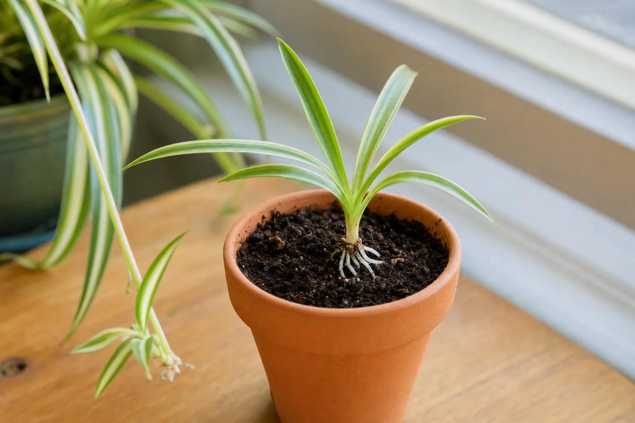 Spider Plant Propagation Guide | PlantYeah