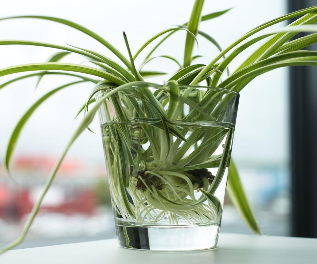 How to Propagate Spider Plants: 3 Easiest Methods | Gardening Know How