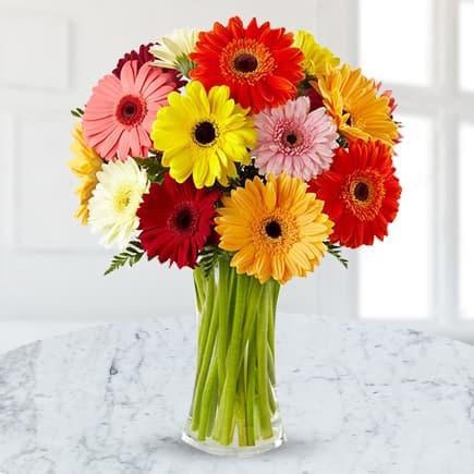 Colorful Gerbera | Flowerzila.com