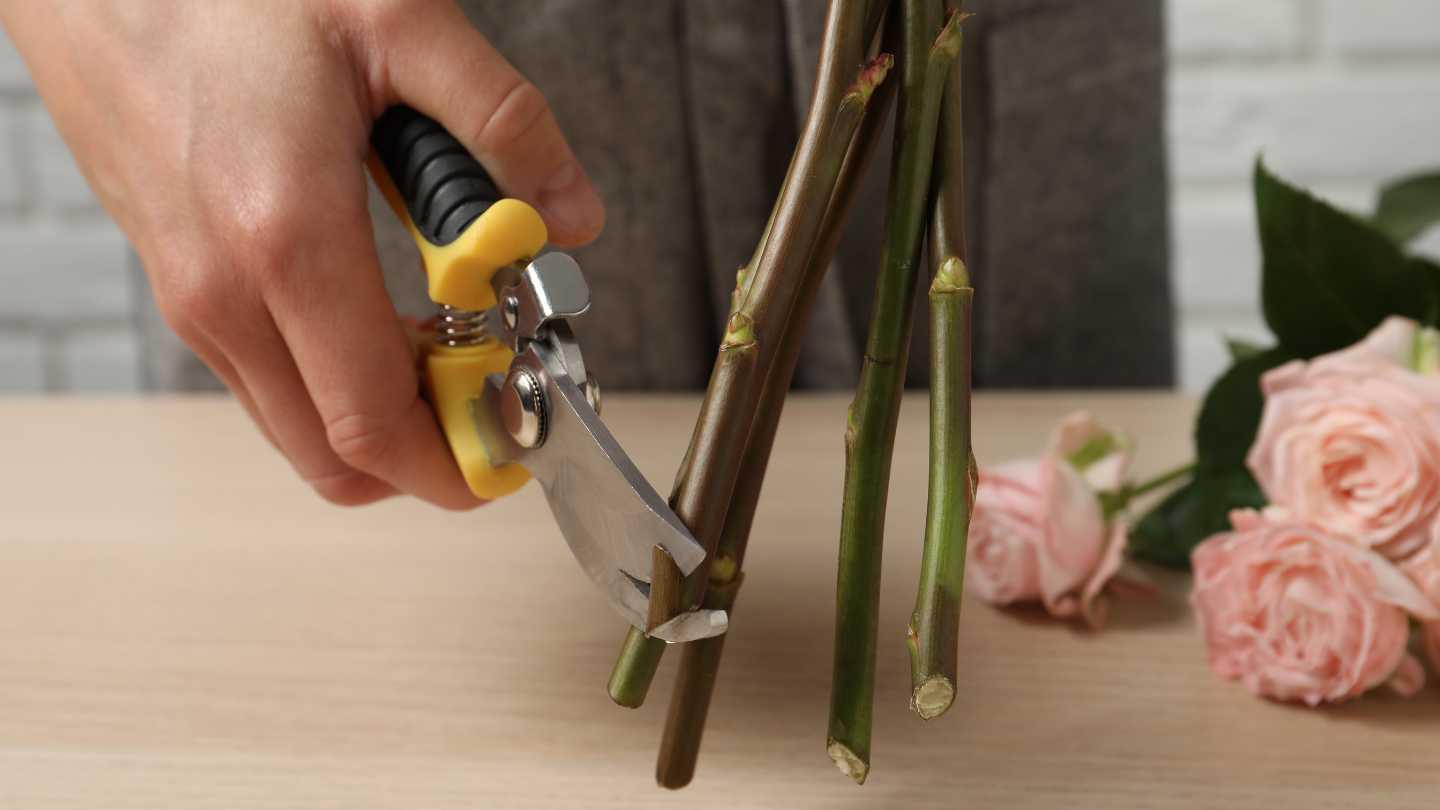 What Will Make Cut Roses Last Longer at Ellis Shepherd blog