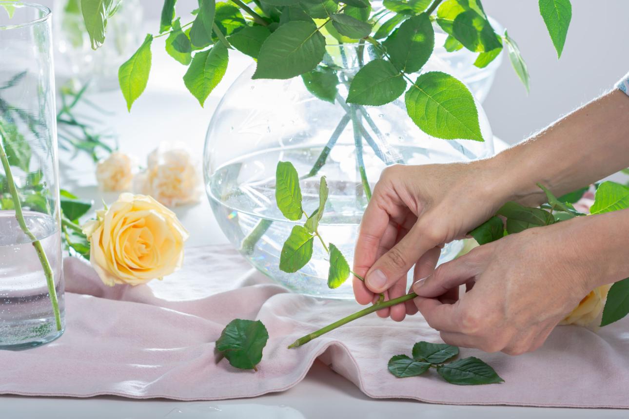 Woman trims the leaves from the stem of rose to prevent them from falling into the water in a vase, florist helps bouquet stay fresh looking