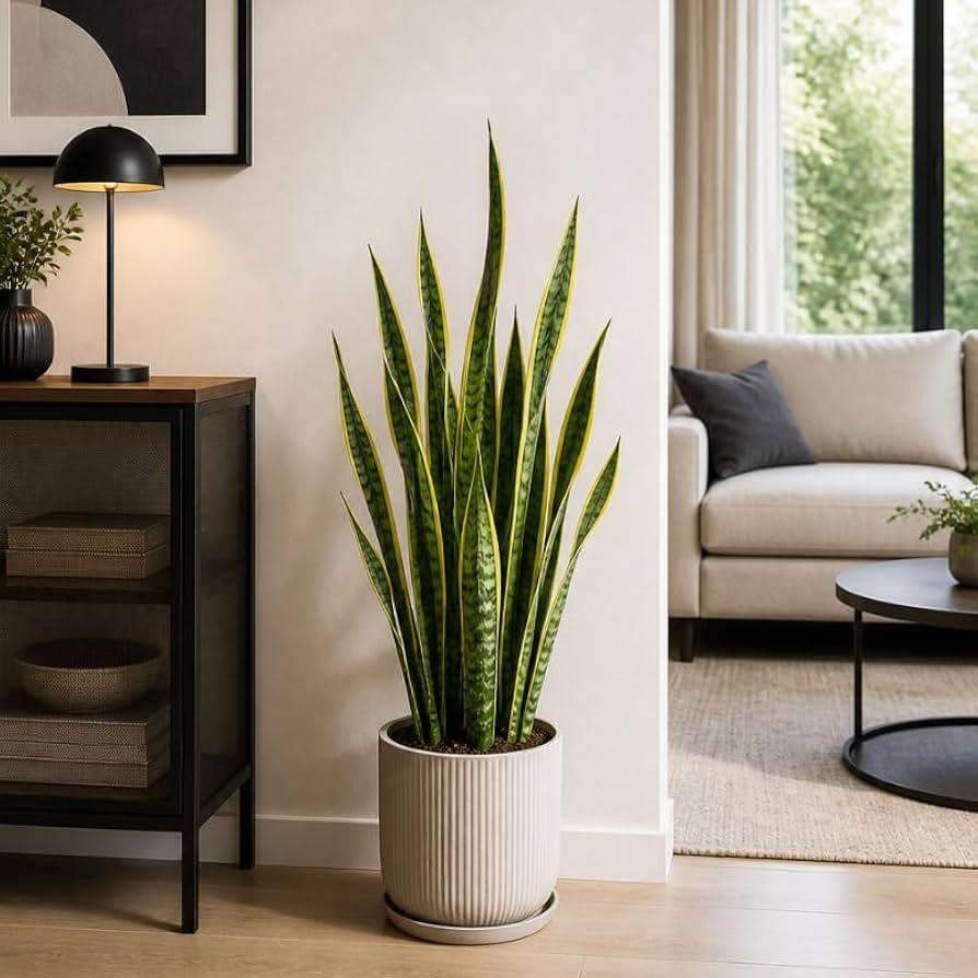Sansevieria Laurentii Extra Altezza 120 cm - Pianta VERA Unica nel Suo Genere con vaso da 24 cm di diametro - Foglie con Bordi Dorati - Decorazione d'Interni di Grande Impatto - Facile Manutenzione : Amazon.it: Giardino e giardinaggio