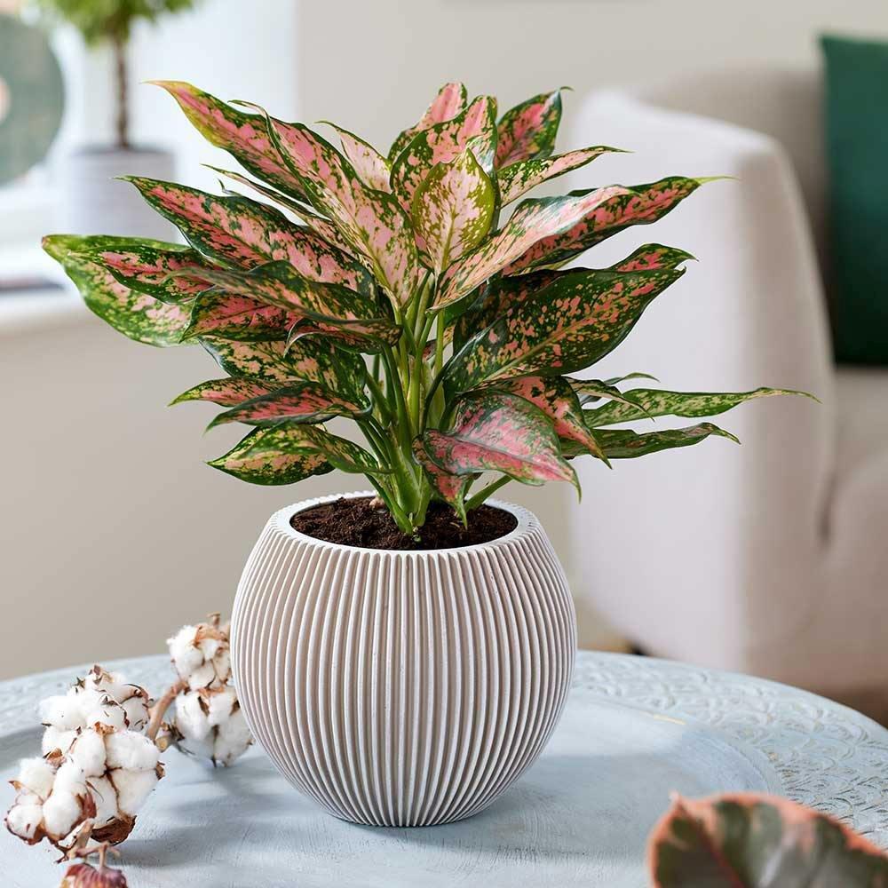 Aglaonema Pink Leopard - 30 cm | Verdena – VERDENA