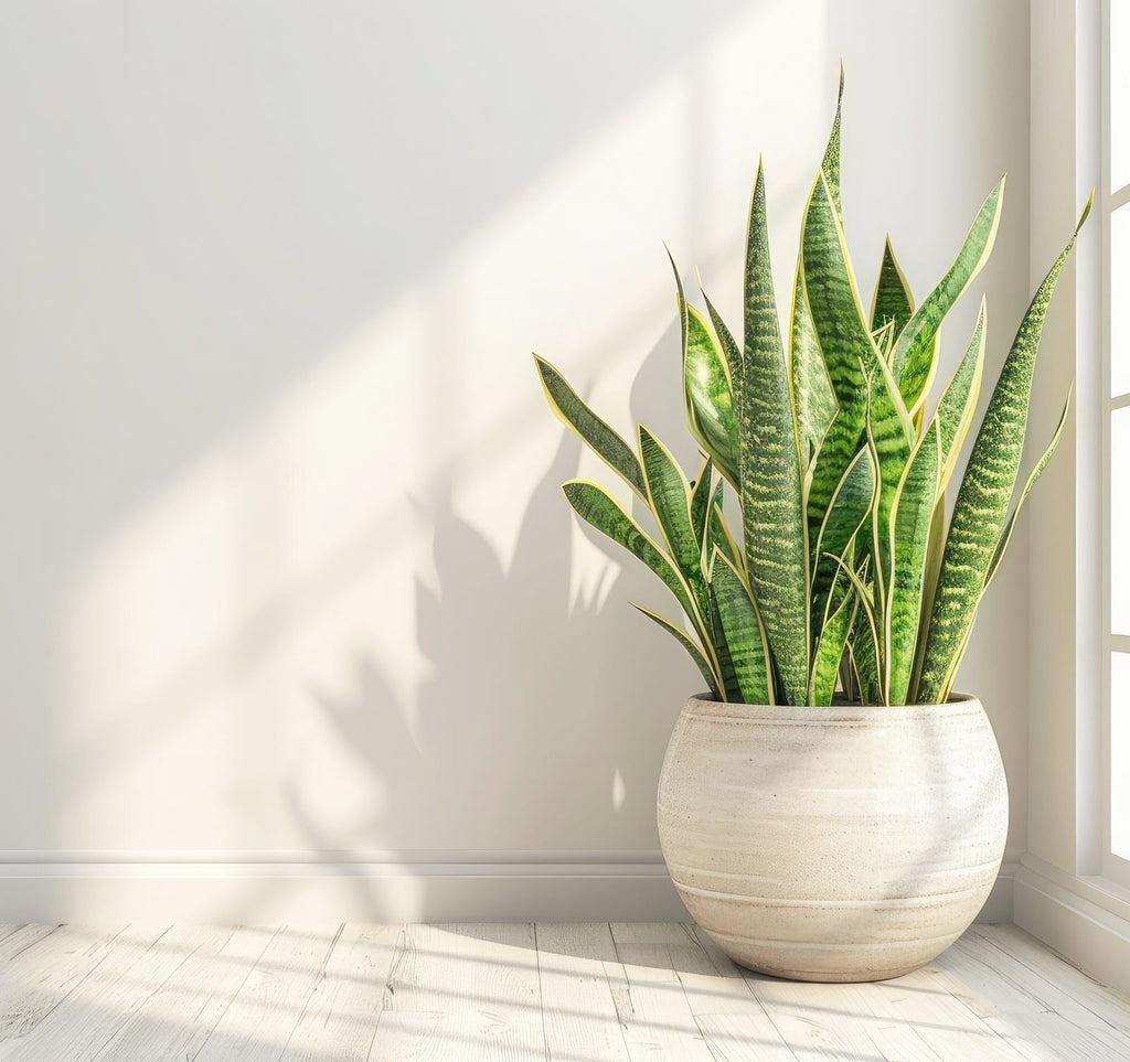 Caring for Snake Plants - Leaf Culture