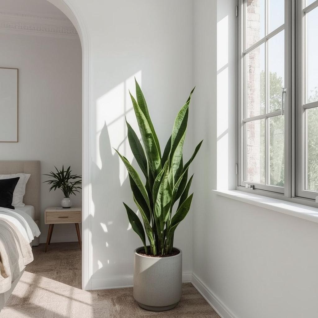 Snake Plant: Indestructible Beauty Night Oxygen Producer Guide | Natureit