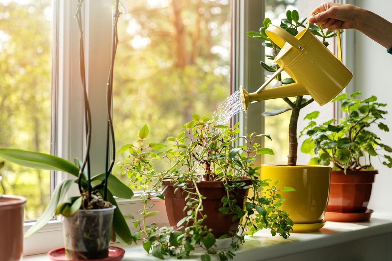La forma correcta de regar las plantas: ¿Por arriba o abajo de la maceta? | EL ESPECTADOR