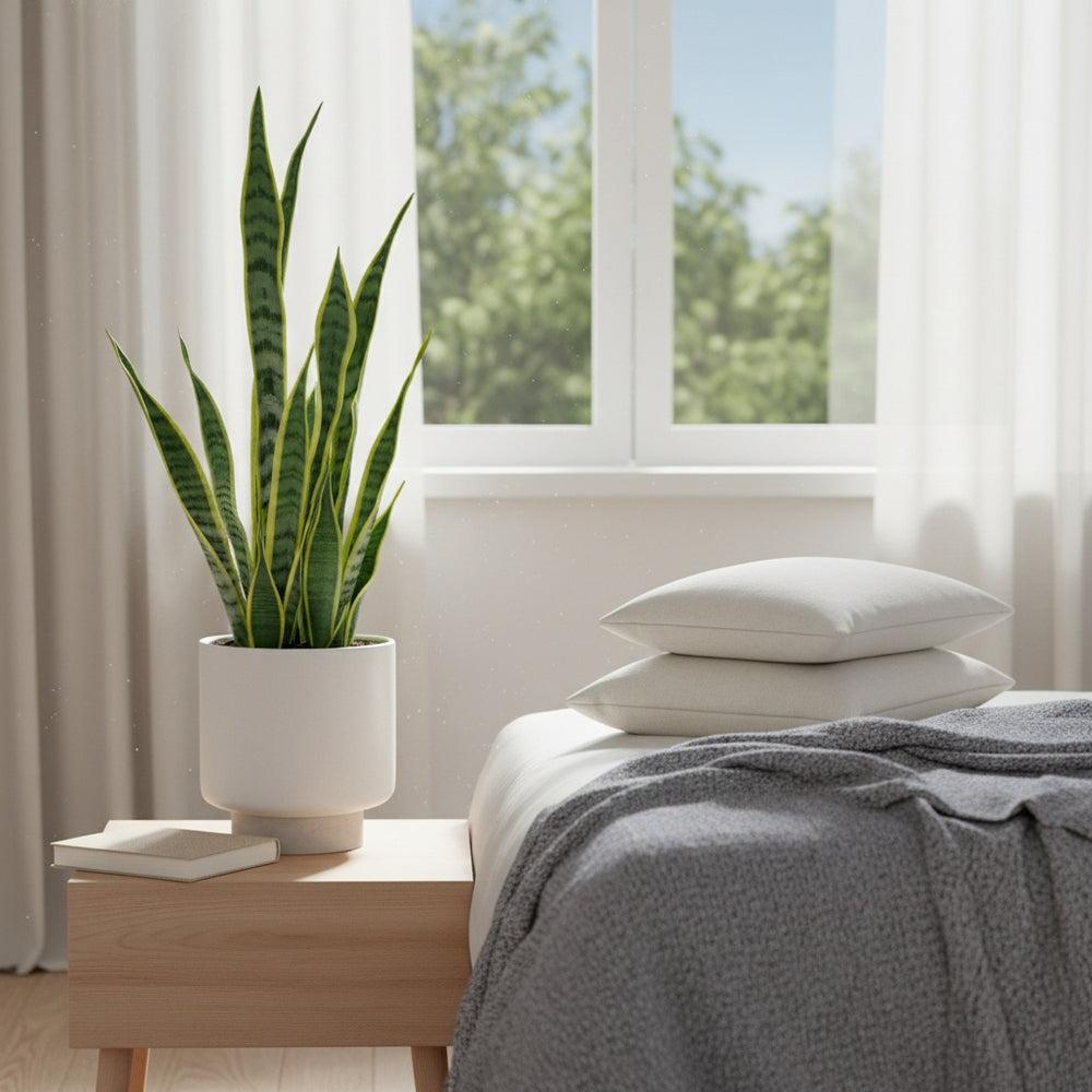 Pourquoi la Sansevieria est la meilleure plante pour dormir (Oxygène & – Bakker.com
