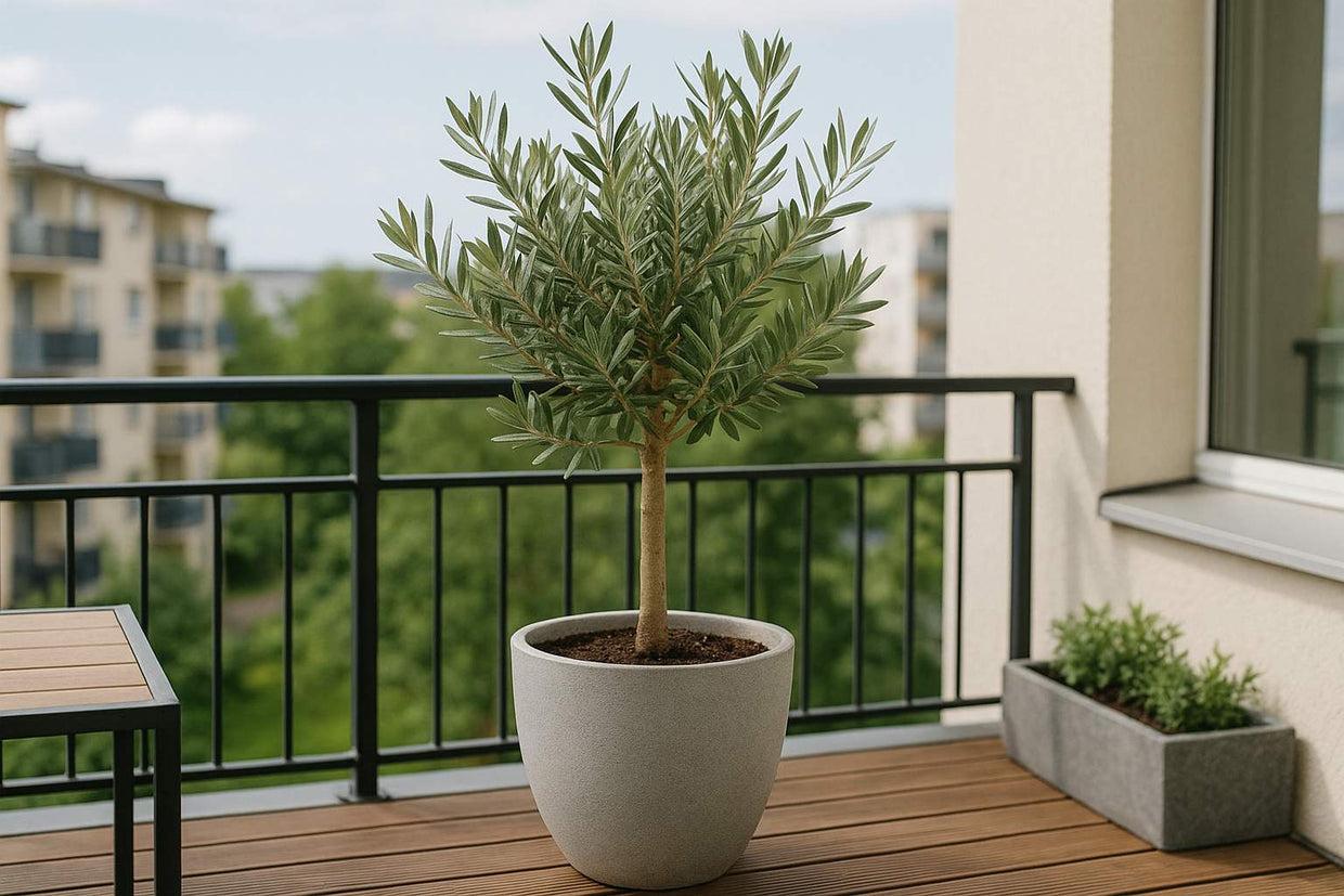 Olivenbaum auf dem Balkon: Pflege für mediterranes Flair – Florage.de