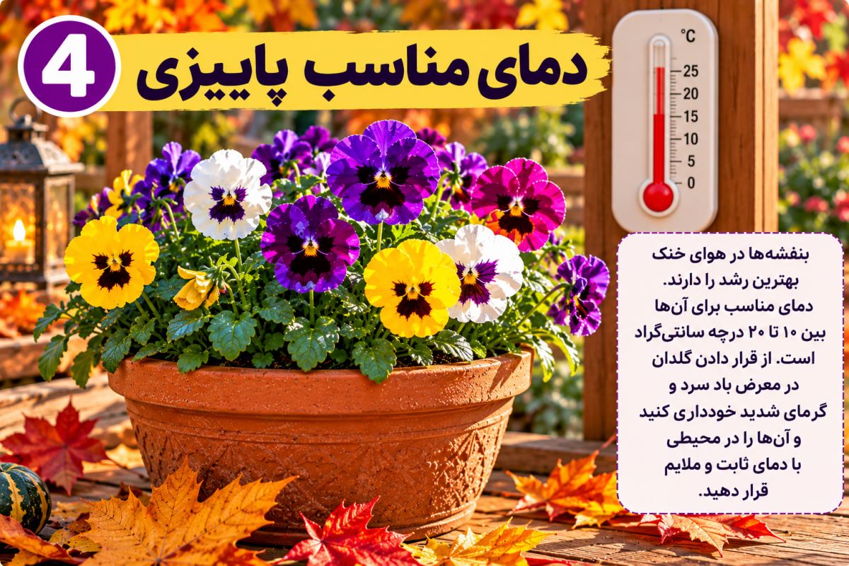 گل بنفشه