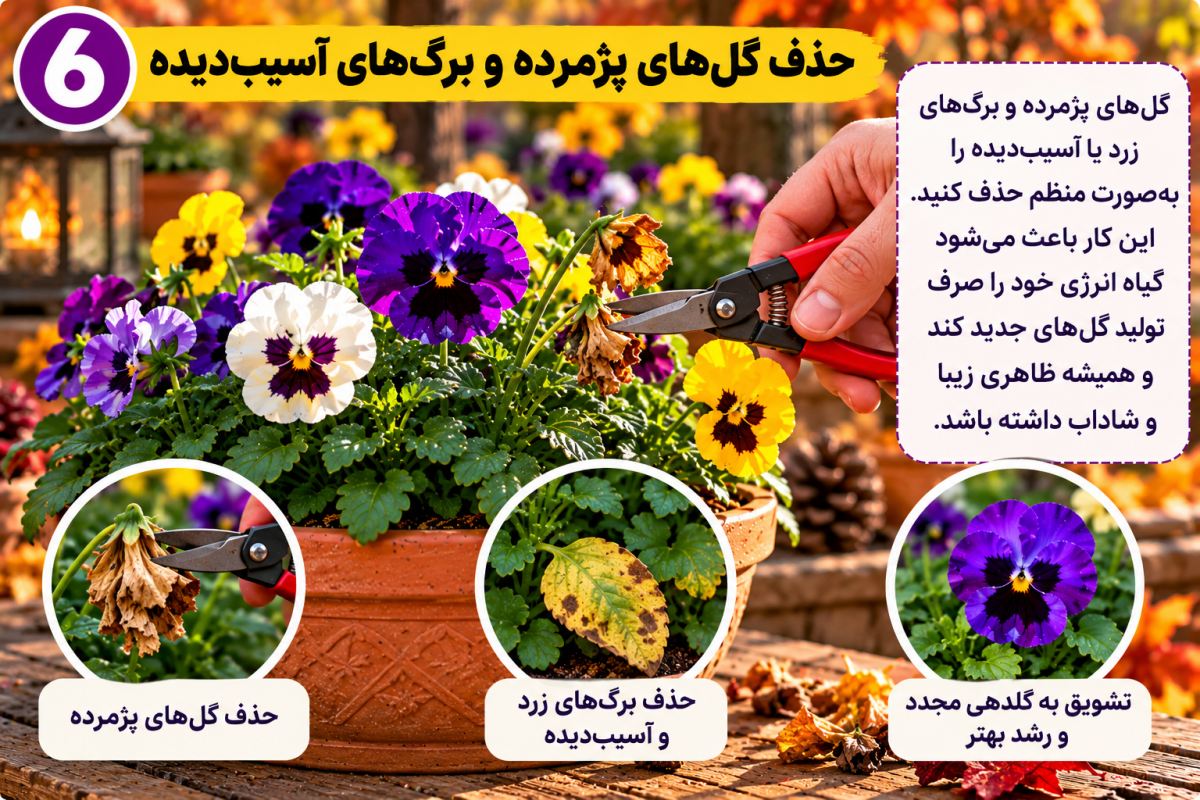 گل بنفشه