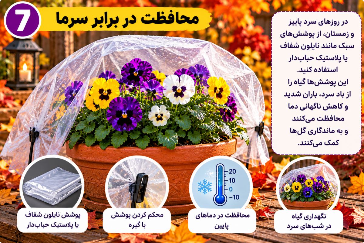 گل بنفشه