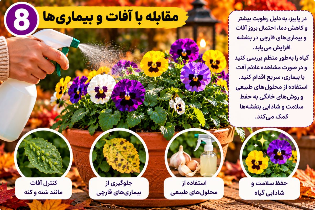 گل بنفشه
